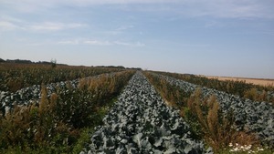 A field with alternating broccoli and aronia rows