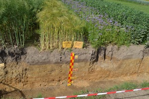 Different rooting systems on Cambisols for water protection. Photo: LWK