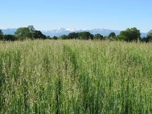 Oat crop cultivated in trial platform in Bearn, France