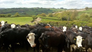 a large group of cows on a meadow, green hills in the background