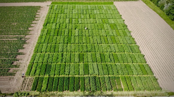 Aerial view of crops in a field.