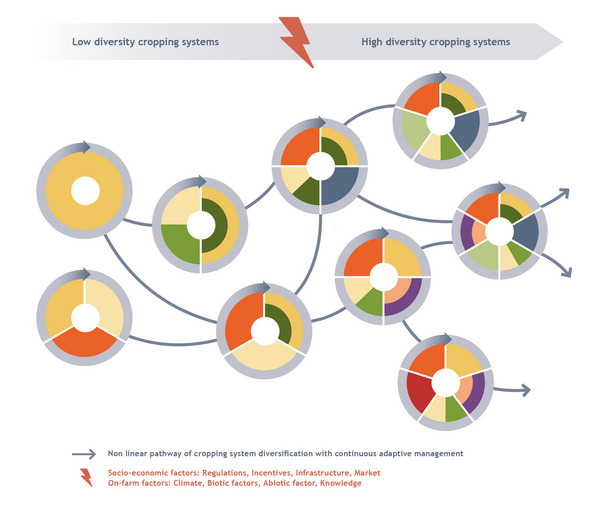 Low vs. high diversity cropping systems - non linear pathway