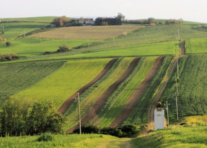 Field bean and emmer strips (sunflower not yet sown) next to emmer pure stand in the Coste del Sole farm