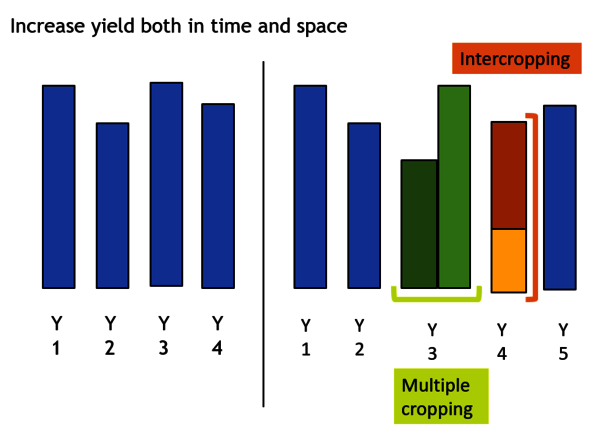 yield of multiple cropping and intercropping