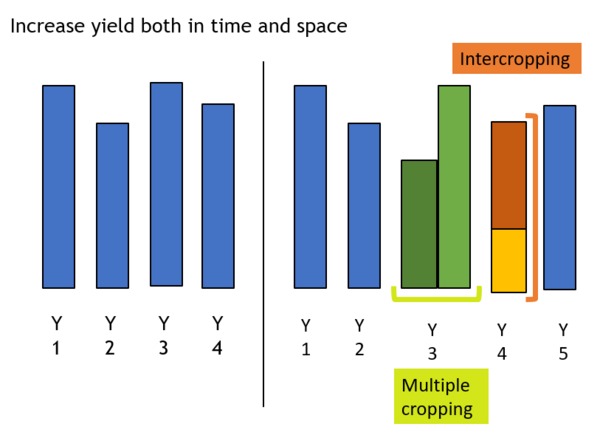 yield of multiple cropping and intercropping