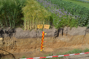 Different rooting systems on Cambisols for water protection. Photo: LWK