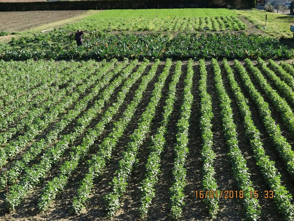 Rows of fava beans in a field