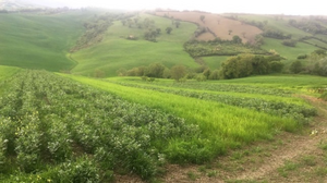 Broad bean strips alternating with wheat in the Lubachi farm