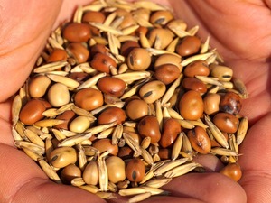 Hand with seed