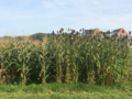 Maize field