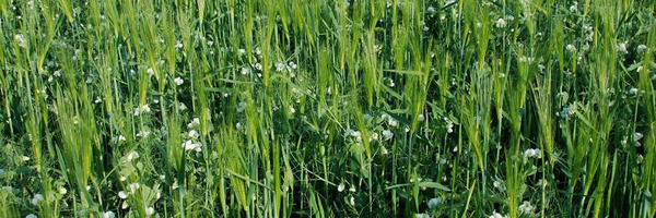 Field with peas and barley