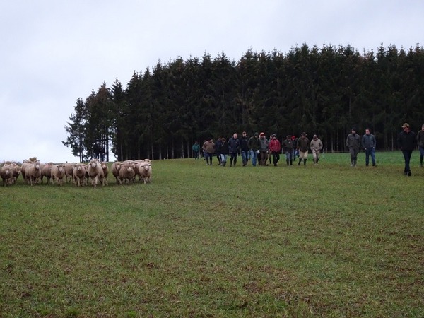 People are walking on a field, on the left of the field are several sheep